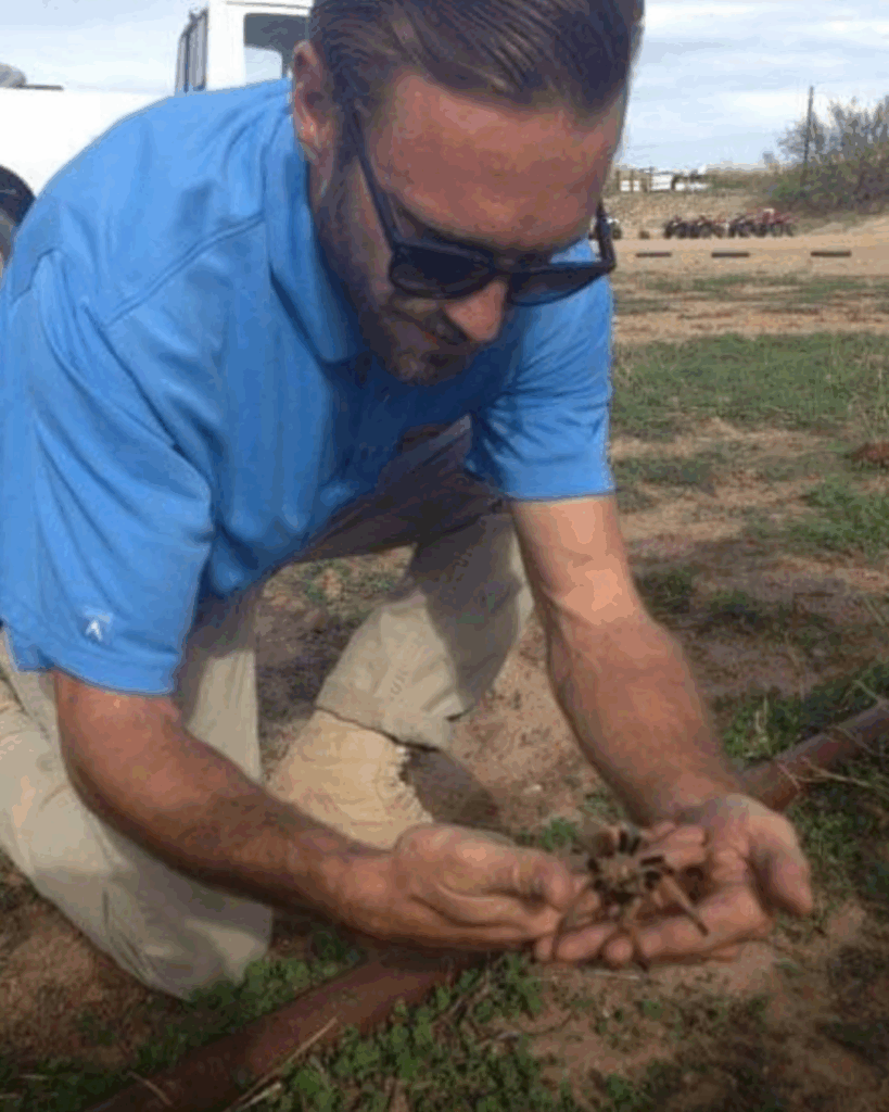 Man in a blue shirt crouched down holding and examining a tarantula spider