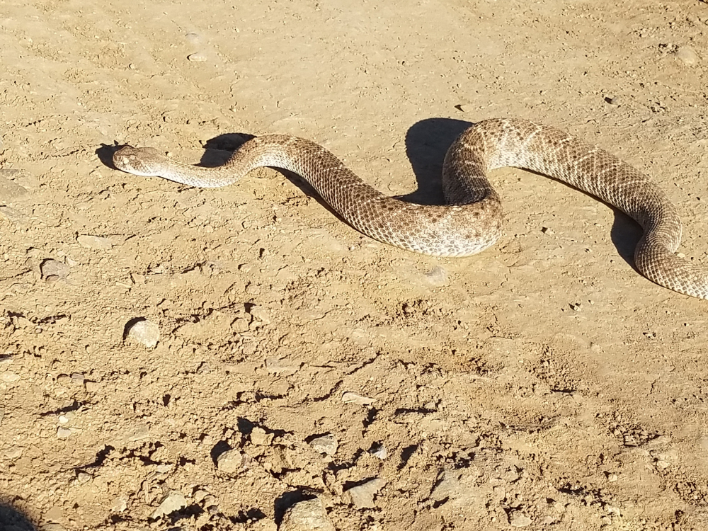 A brown rattlesnake slithering across a dirt path