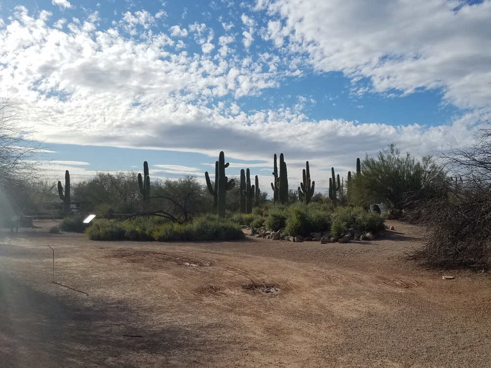 An empty dirt desert road with saguaro cacti in the background